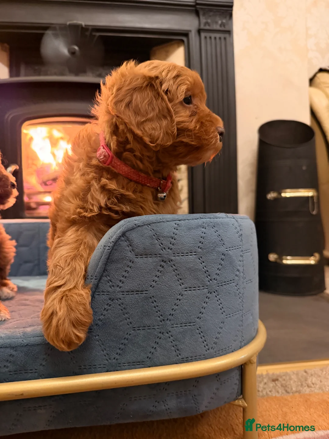 Cavapoochon dogs for sale: Outstanding Cavapoochons Available in Carmarthen - Advert 2