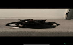 Mixed Breed cats for sale: Gorgeous kittens, 1 male, 1 female - Advert 5