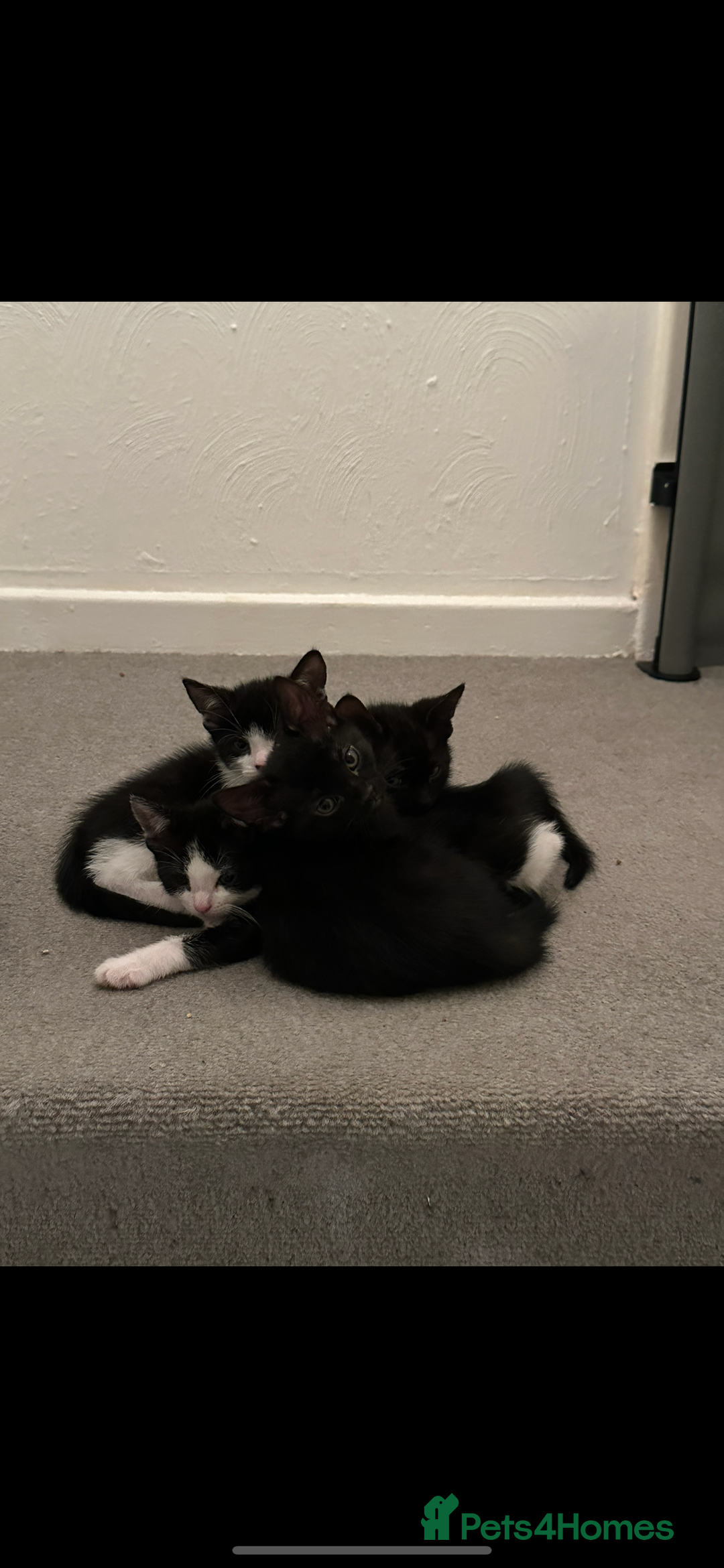 Mixed Breed cats for sale: Gorgeous kittens, 1 male, 1 female - Advert 5