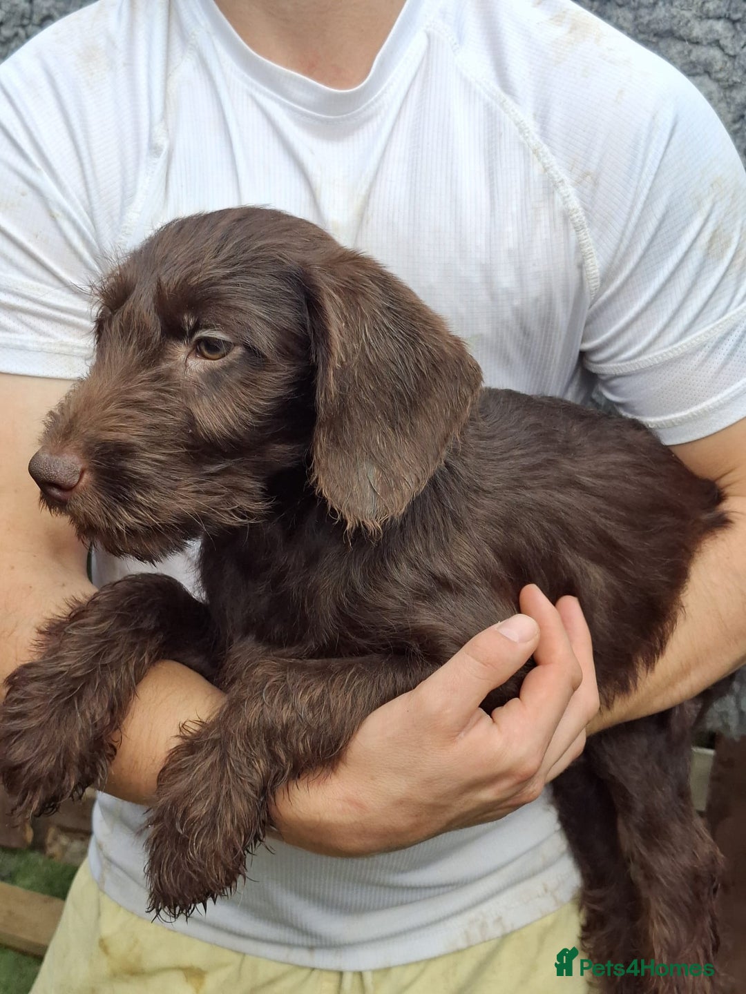 Labradoodle dogs for sale: Amazing quality for labradoodles, top quality!! in South Shields - Image 3