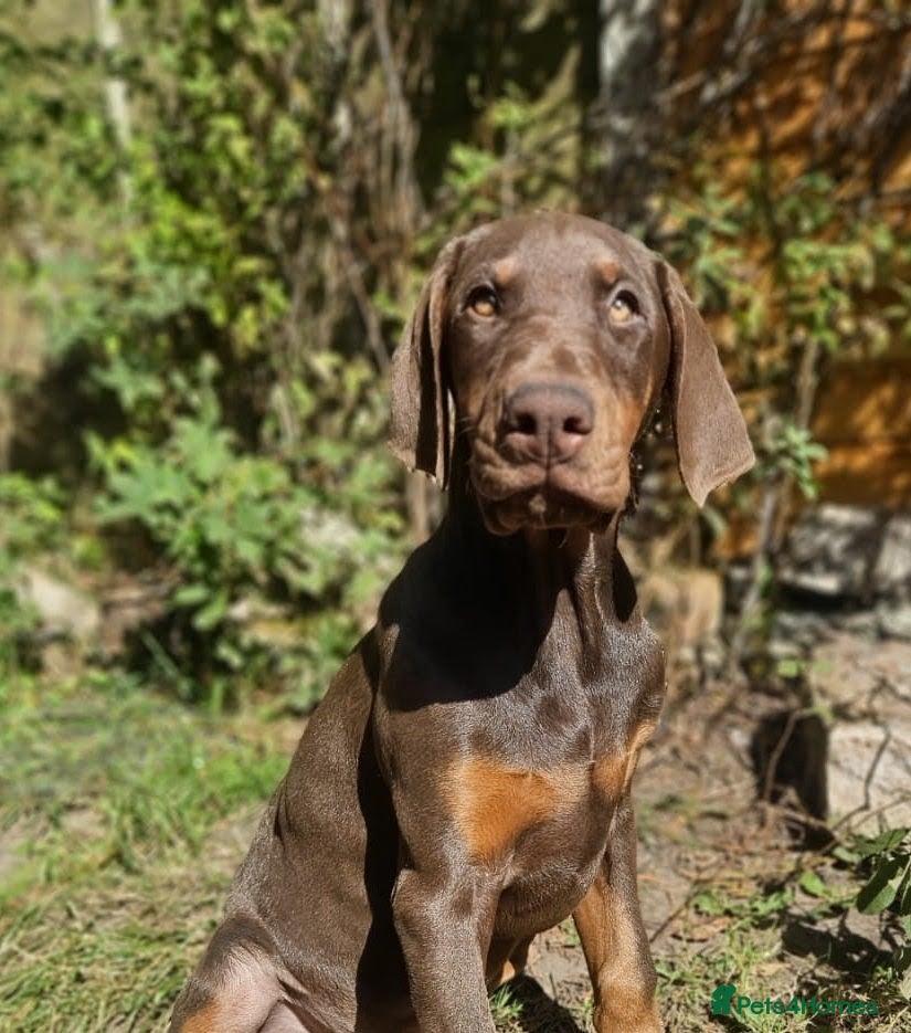 Dobermann dogs 🔥Ready Now ! 🏆 🐾 - Advert 6