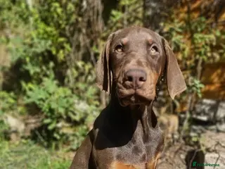 Dobermann dogs 🔥Ready Now ! 🏆 🐾 - Advert 6