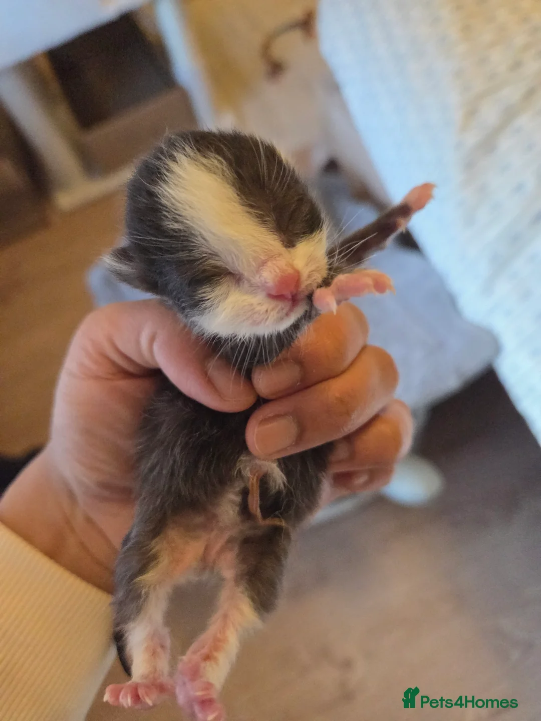 Mixed Breed cats for sale: Mixed breed kittens  - Advert 14