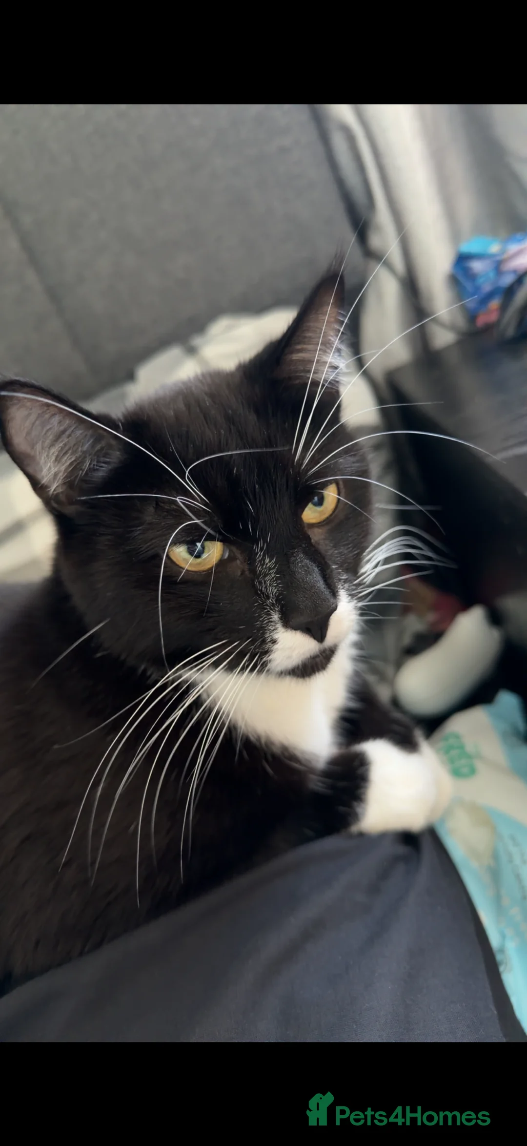 American Shorthair cats for sale: Salem and Lorenzo - Advert 4