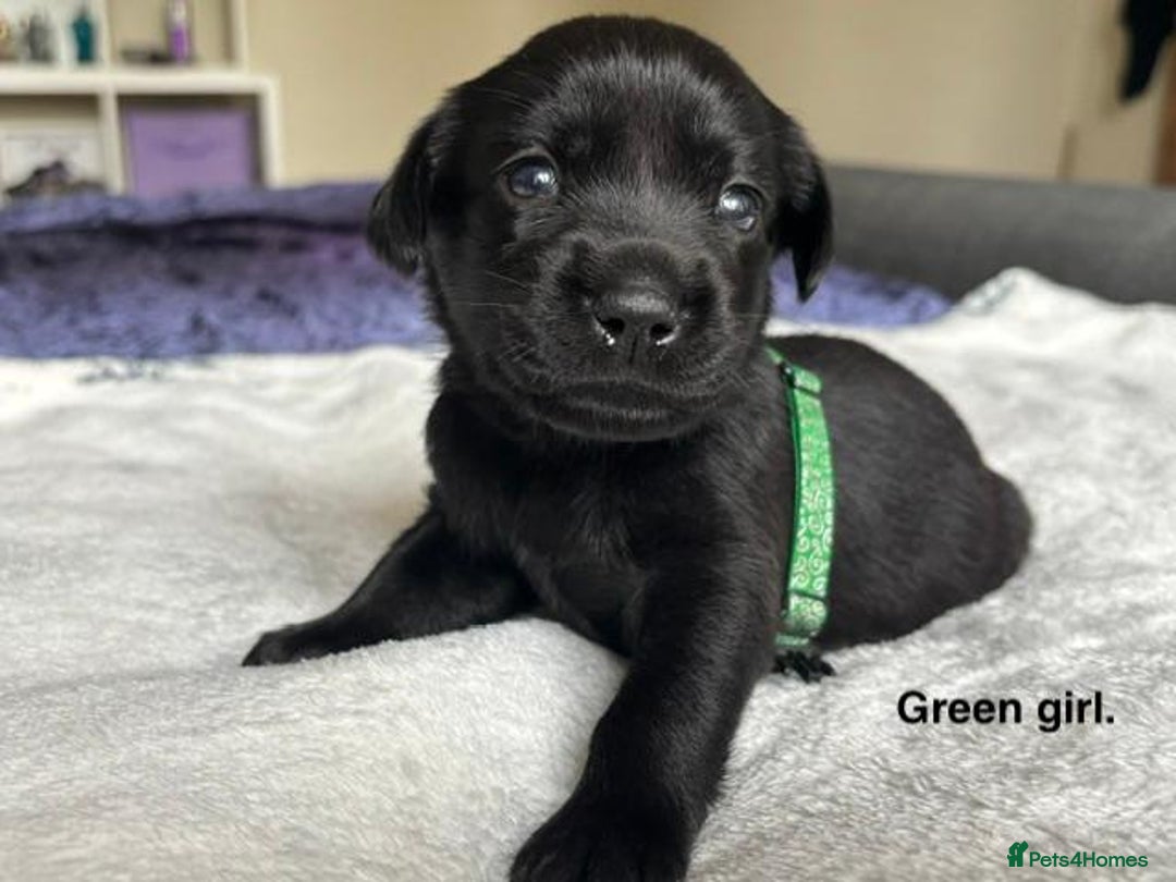 Labrador Retriever dogs for sale: Stunning litter of 8 Labrador puppies - Image 7