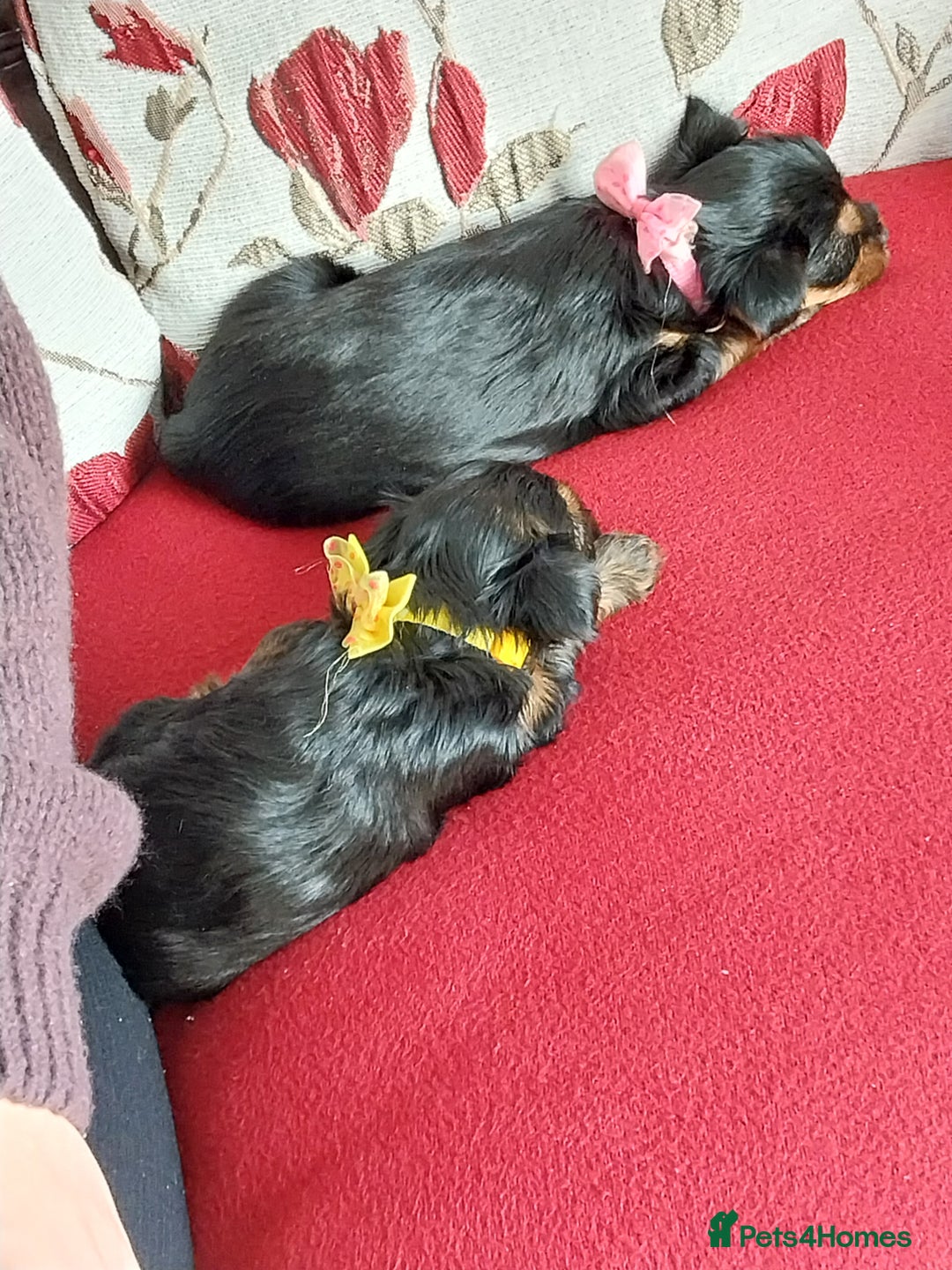 Yorkshire Terrier dogs for sale: Miniature Yorkshire Terrier Puppies  - Advert 16