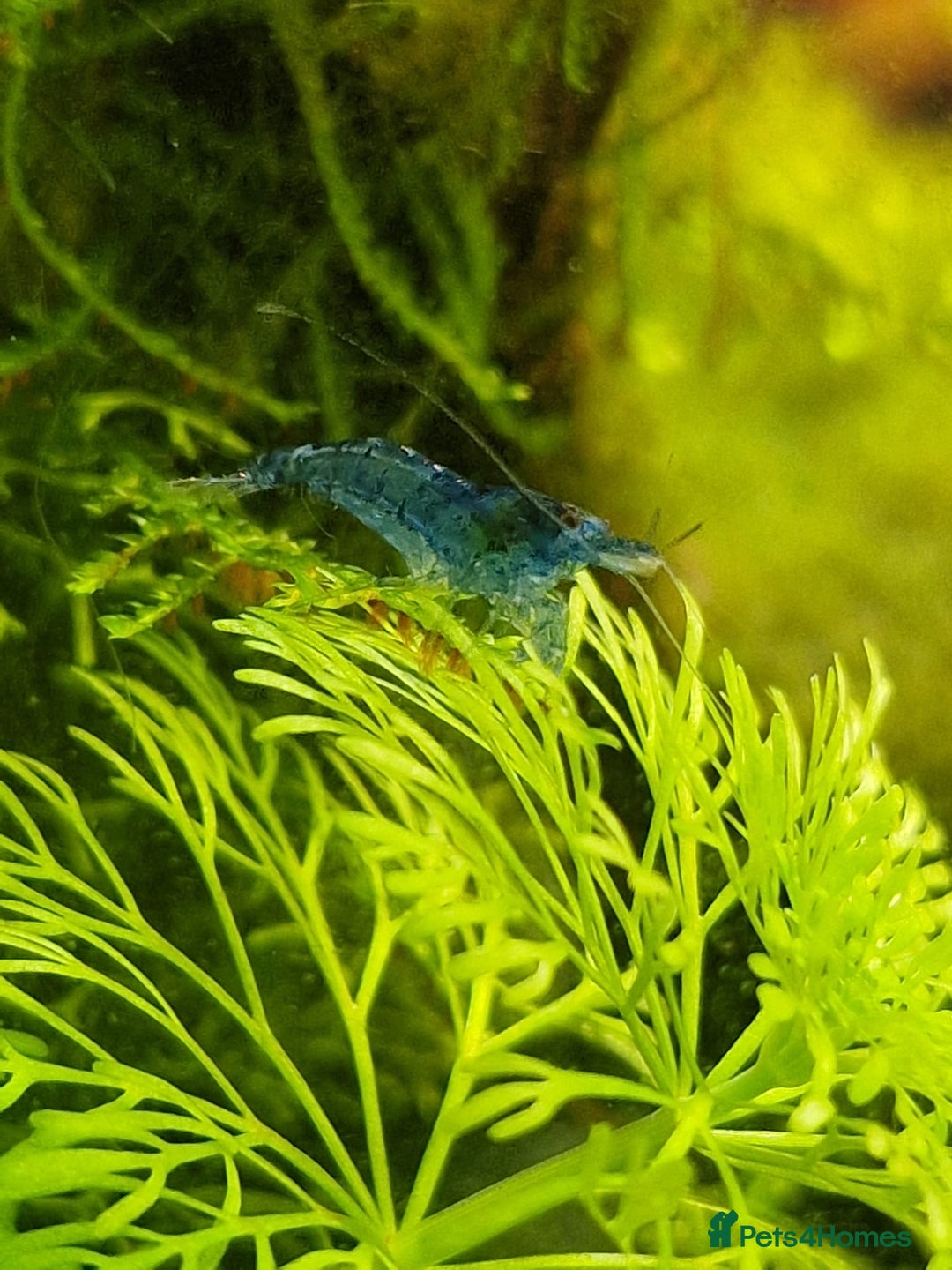 Shrimps fish for sale: 🔥RED, BLUE & YELLOW SHRIMP 🦐 + a free plant 🍃 - Image 16