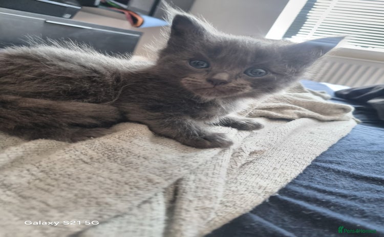 Mixed Breed cats - Advert 10