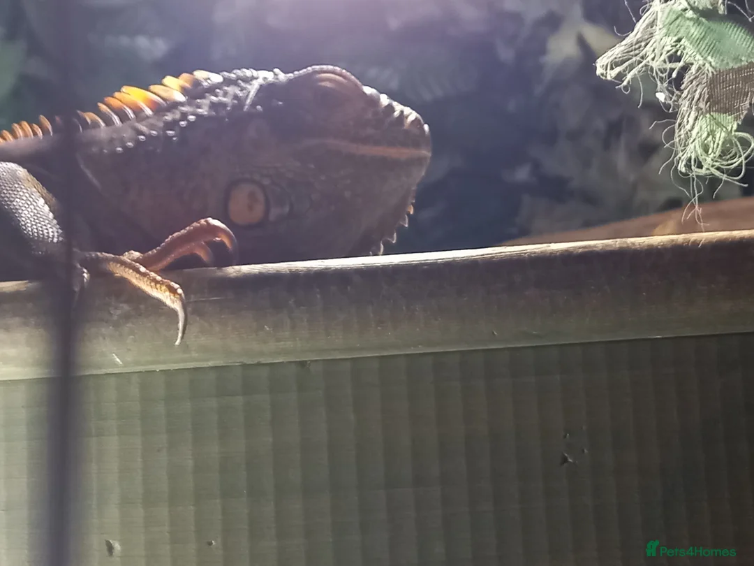 Iguana reptiles for sale: Green iguana (red) - Advert 2
