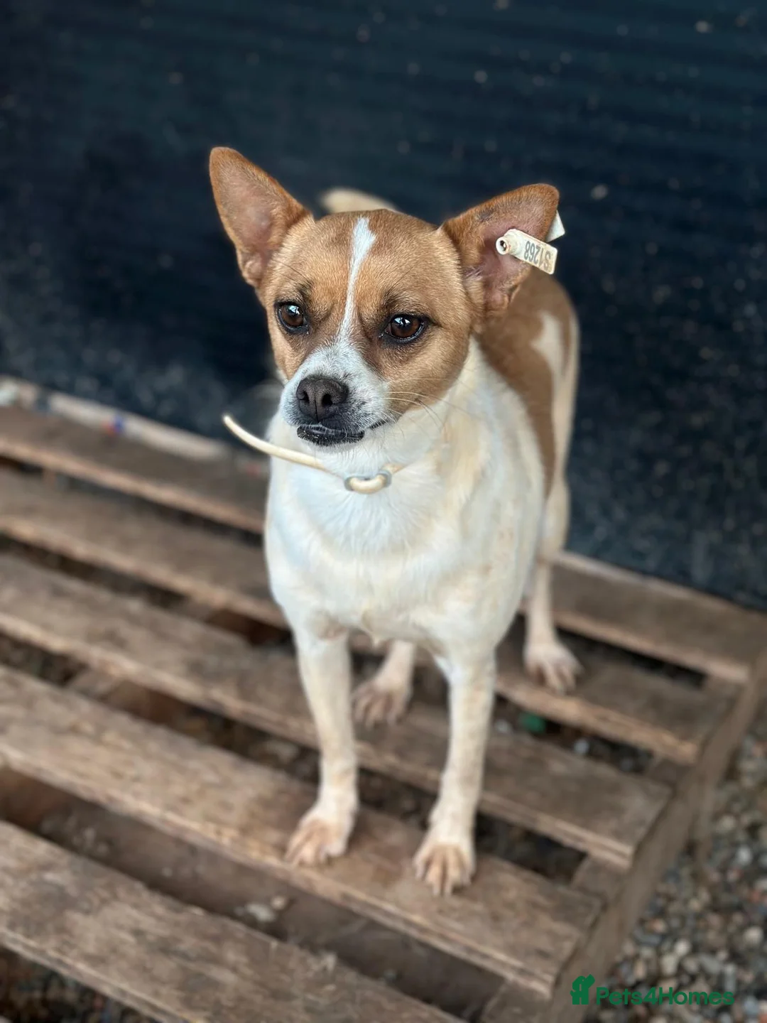 Miniature Pinscher dogs for adoption: Rescued Pinscher Girl is Ready to Adopt!  - Advert 2