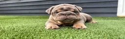 English Bulldog dogs for sale: English Bulldog Puppies - Advert 39