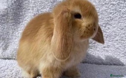 Mini Lop rabbits for sale: VACCINATED/wormed/flead mini lop babies  - Image 19