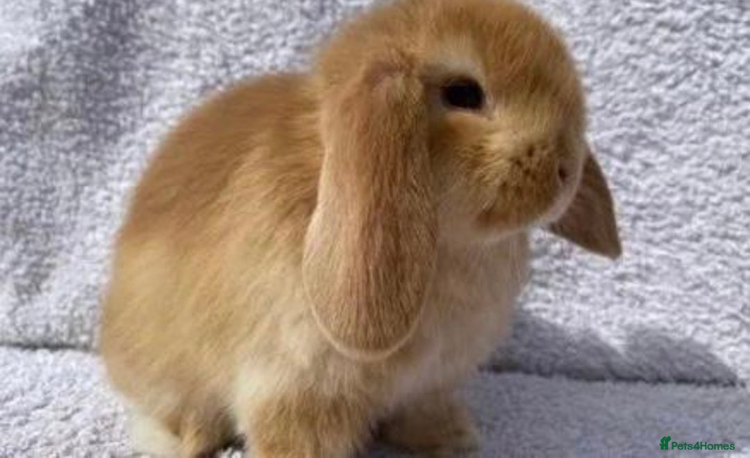 Mini Lop rabbits for sale: VACCINATED/wormed/flead mini lop babies  - Image 19