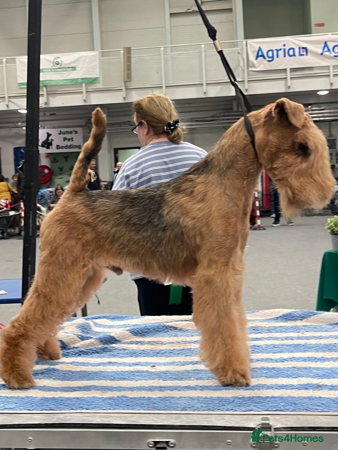 Lakeland Terrier dogs for sale: Stunning Lakeland Terrier Male  Puppies  - Advert 3