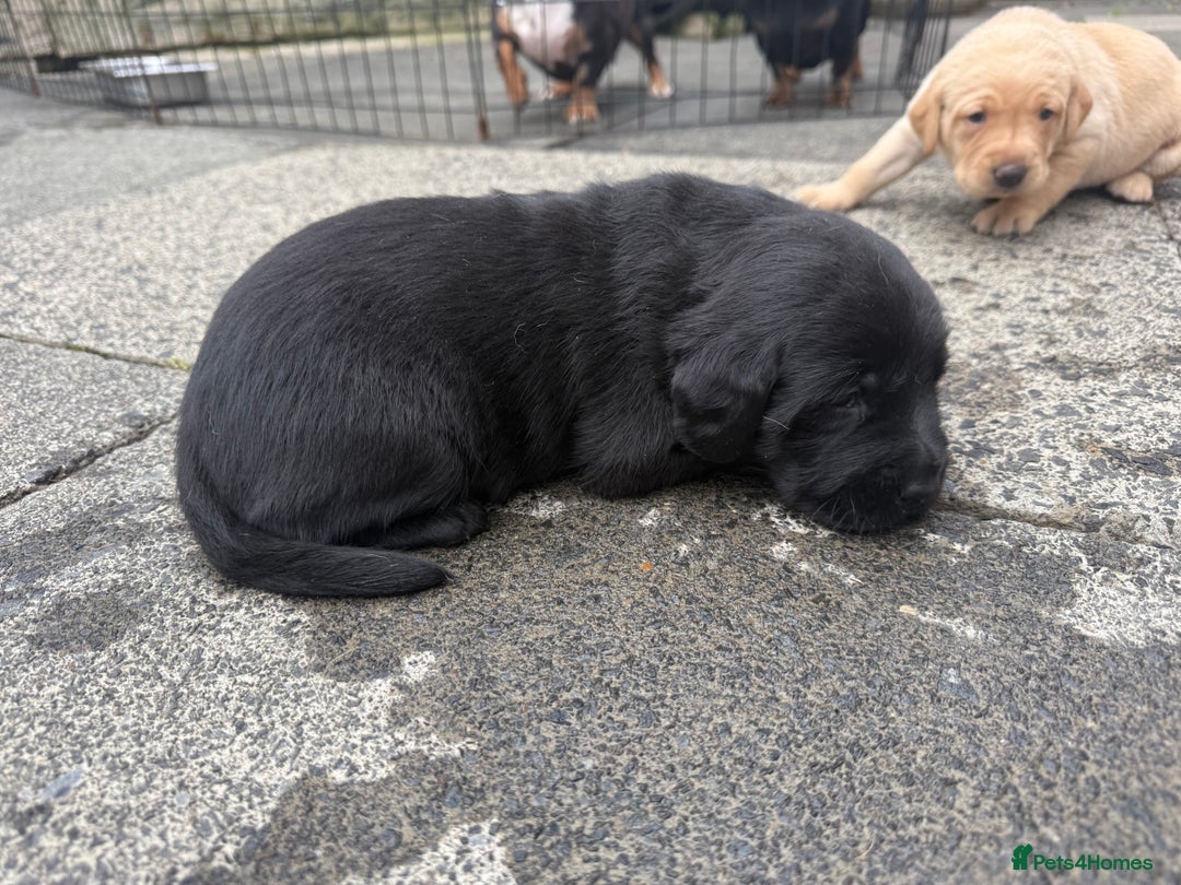 Labrador Retriever dogs for sale: FANTATIC bred Labradors - Image 5