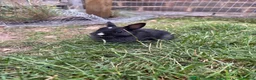 Netherland Dwarf rabbits for sale: Pure netherland dwarf babies - Advert 4