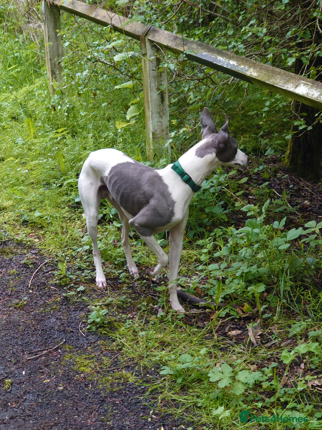 Whippet dogs for stud: Full cream kc and blue white parti kc for stud in Crook - Advert 19