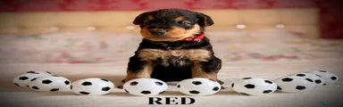 Airedale Terrier 8