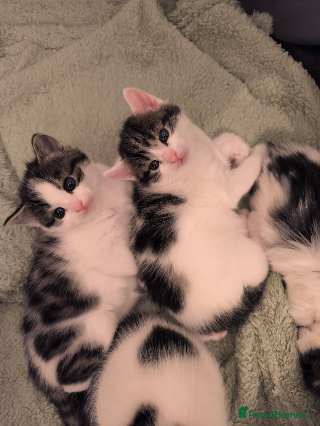 Mixed Breed cats for sale: Beautiful kittens are looking for a new family. - Advert 20