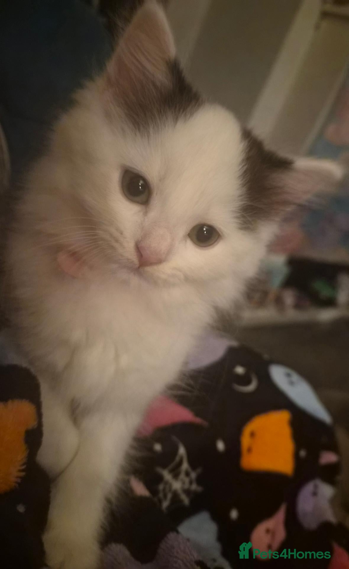 Mixed Breed cats One last fluffy female kitten left - Advert 1