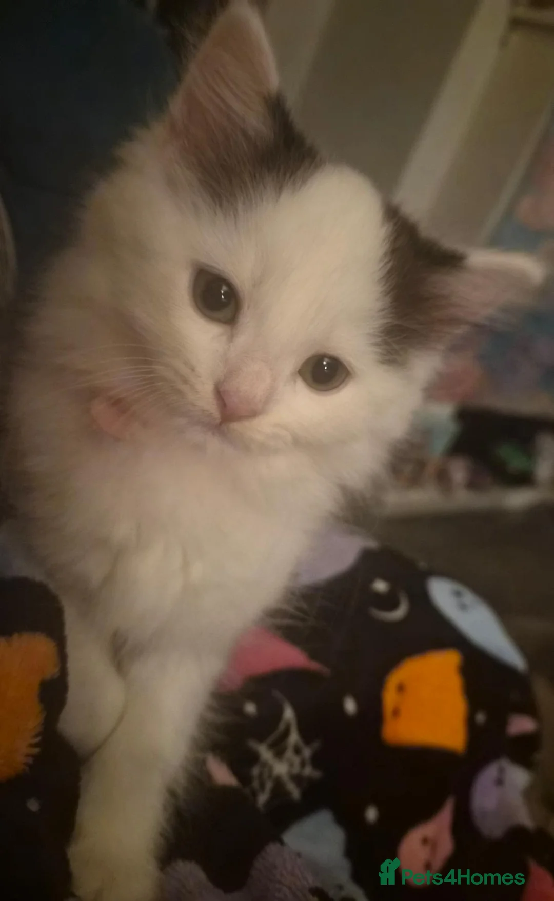 Mixed Breed cats for sale: One last fluffy female kitten left - Advert 1