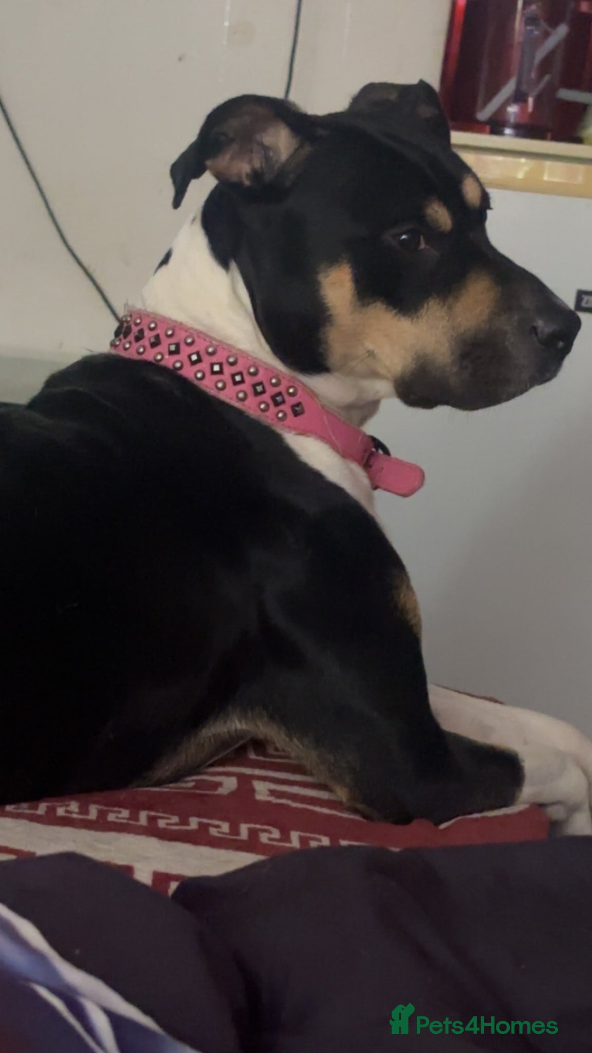 Mixed Breed dogs Sirus  - Advert 4