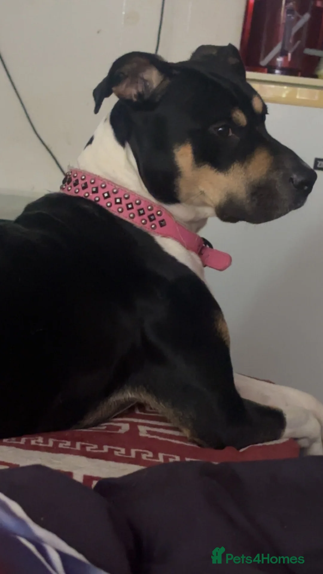 Mixed Breed dogs for sale: Sirus  - Advert 1
