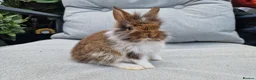 Lionhead rabbits for sale: 2 lionhead boys - Advert 4