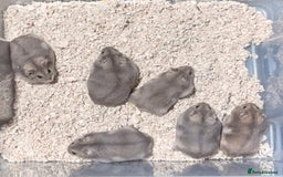 Hamster rodents for sale: TAME PEDIGREE WINTER WHITE DWARF HAMSTERS - Advert 2