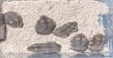 Hamster rodents TAME PEDIGREE WINTER WHITE DWARF HAMSTERS - Advert 4