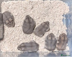 Hamster rodents TAME PEDIGREE WINTER WHITE DWARF HAMSTERS - Advert 3