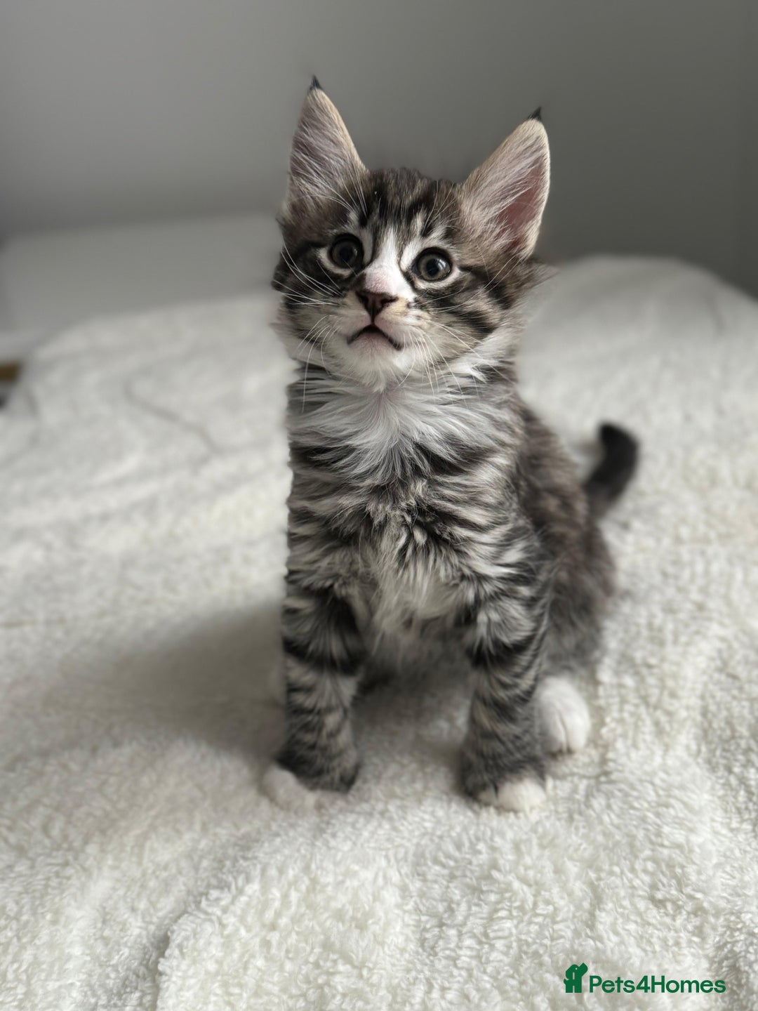 Abyssinian cats for sale: 6 Abyssinian & Tabby Kittens Available - Advert 4