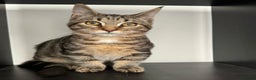 Munchkin cats for sale: Rehoming Munchkin Male Cat - Advert 2