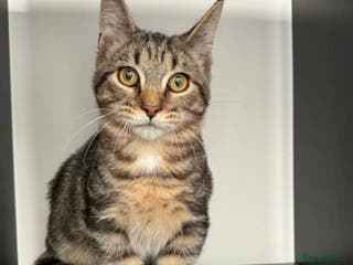 Munchkin cats Rehoming Munchkin Male Cat - Advert 1