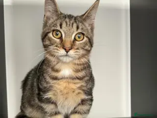 Munchkin cats Rehoming Munchkin Male Cat - Advert 11