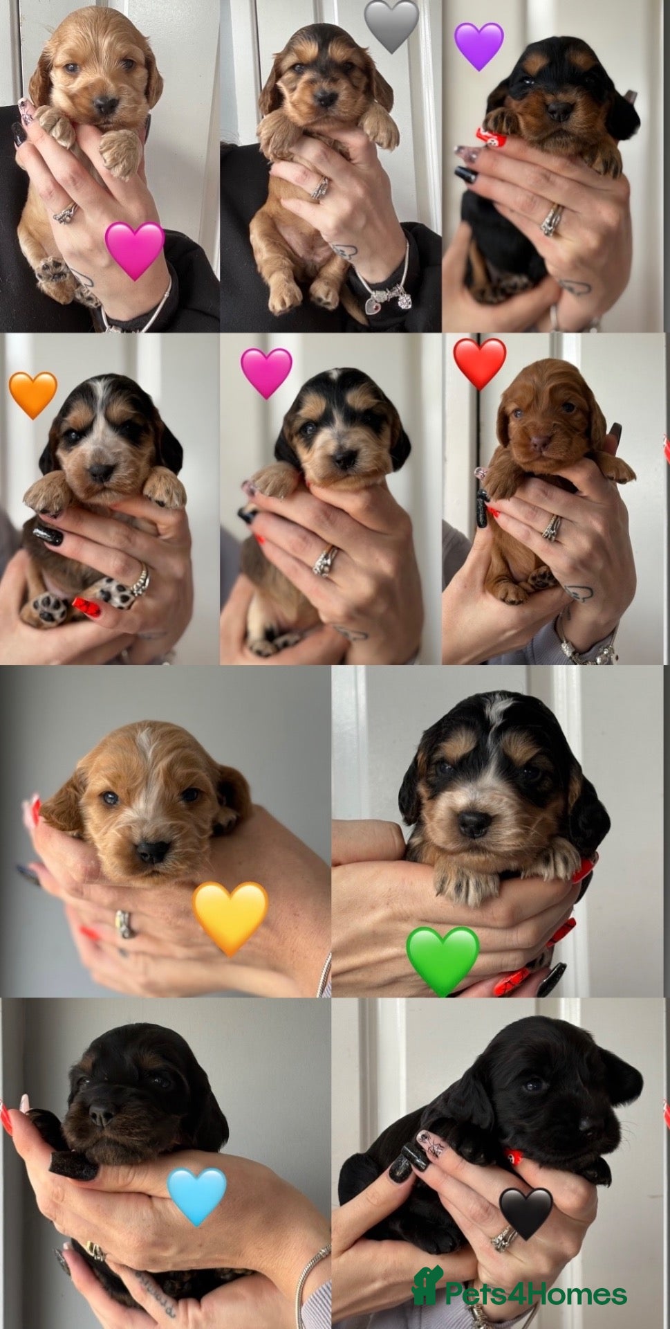 Cocker Spaniel dogs Gorgeous KC Show Cocker Spaniel Puppies  - Advert 1