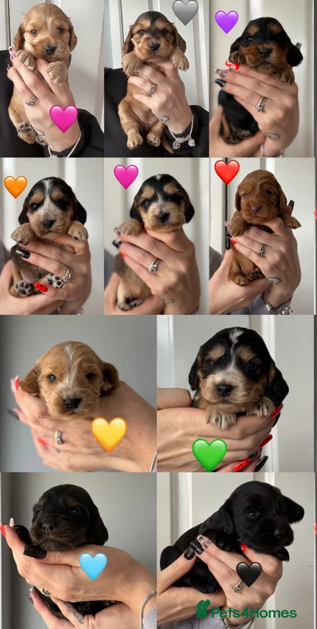 Cocker Spaniel dogs for sale: Gorgeous KC Show Cocker Spaniel Puppies  - Advert 1