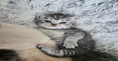 Persian cats - Advert 15