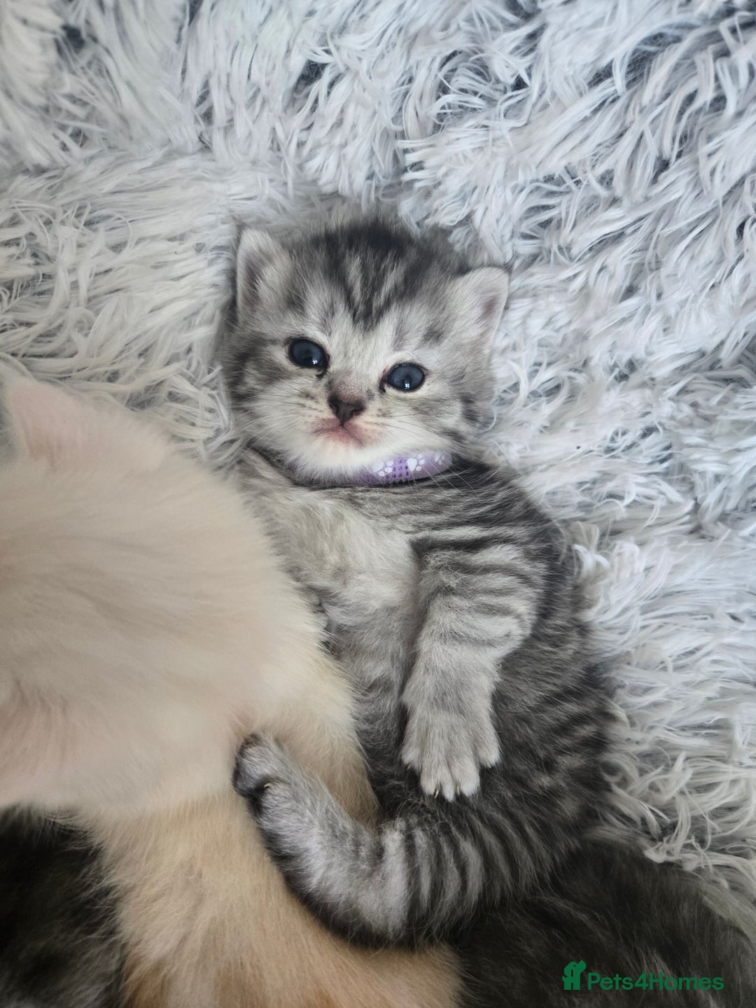 Persian cats for sale: Persian babies x - Image 12