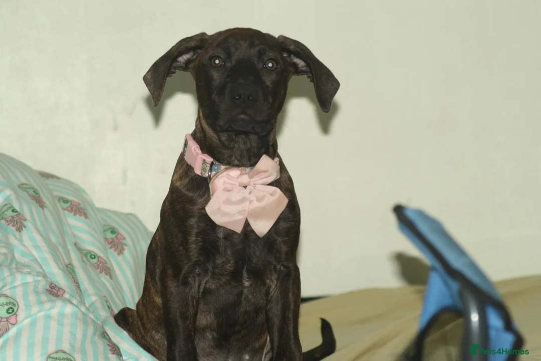 Mixed Breed dogs for sale: Beautiful girl staff cross  in Bolton - Advert 6