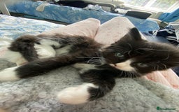 Mixed Breed cats for sale: Beautiful kittens  - Image 6