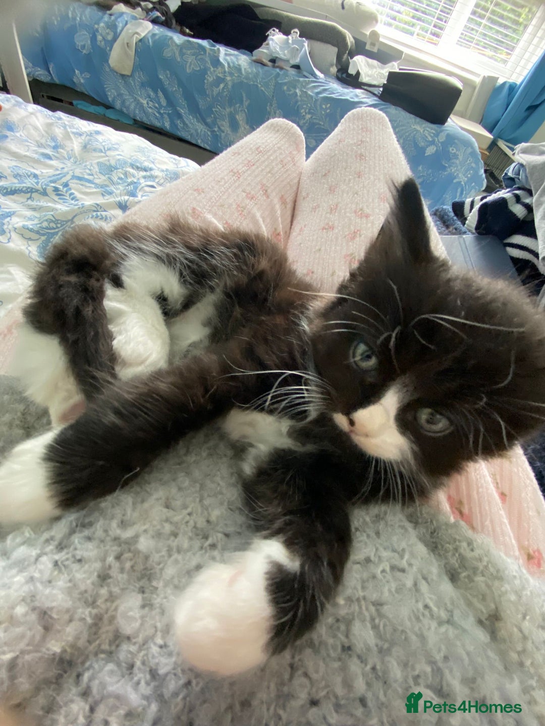 Mixed Breed cats for sale: Beautiful kittens  - Image 6