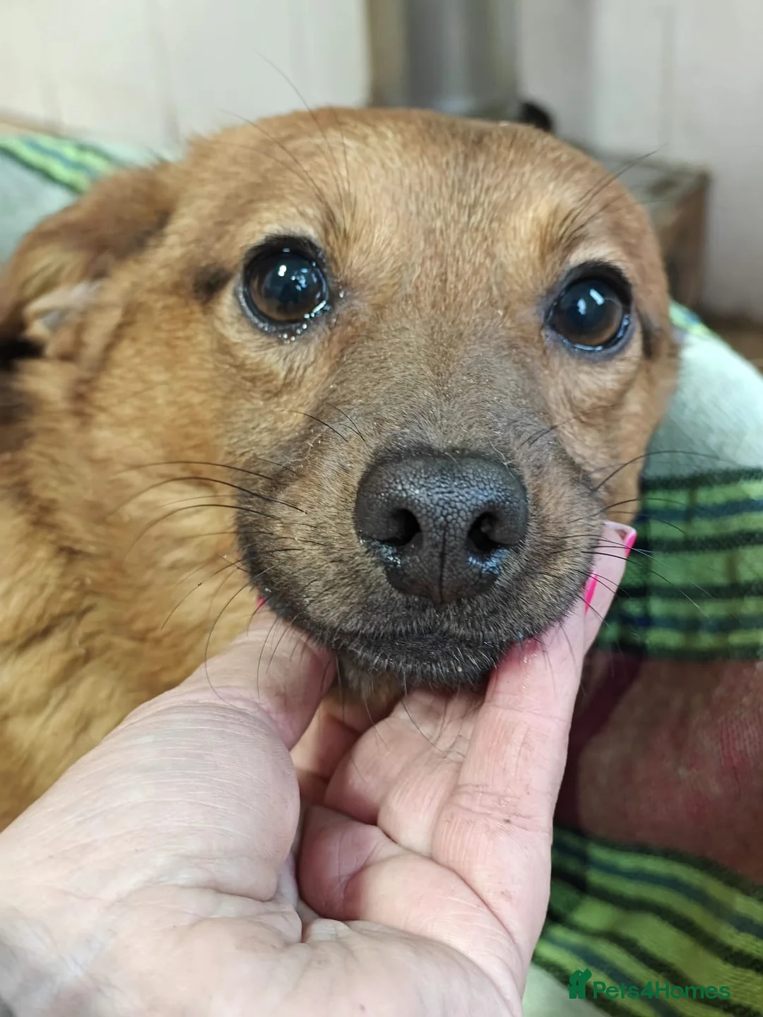 Mixed Breed dogs for adoption: ❤️🐶 PAULINA – GIVE HER A LITTLE TIME in Burton-on-Trent - Advert 1