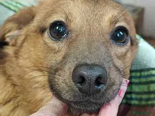 Mixed Breed dogs ❤️🐶 PAULINA – GIVE HER A LITTLE TIME - Advert 14