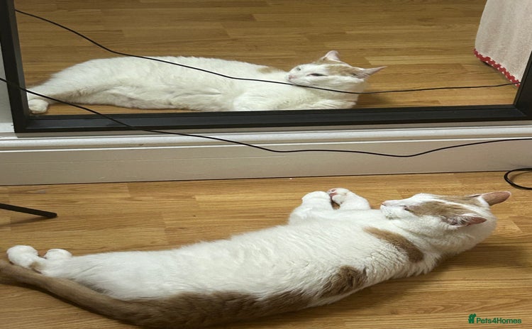 British Shorthair cats - Advert 2