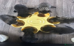 Ragdoll cats for sale: Ragdoll x Bengal  - Image 12
