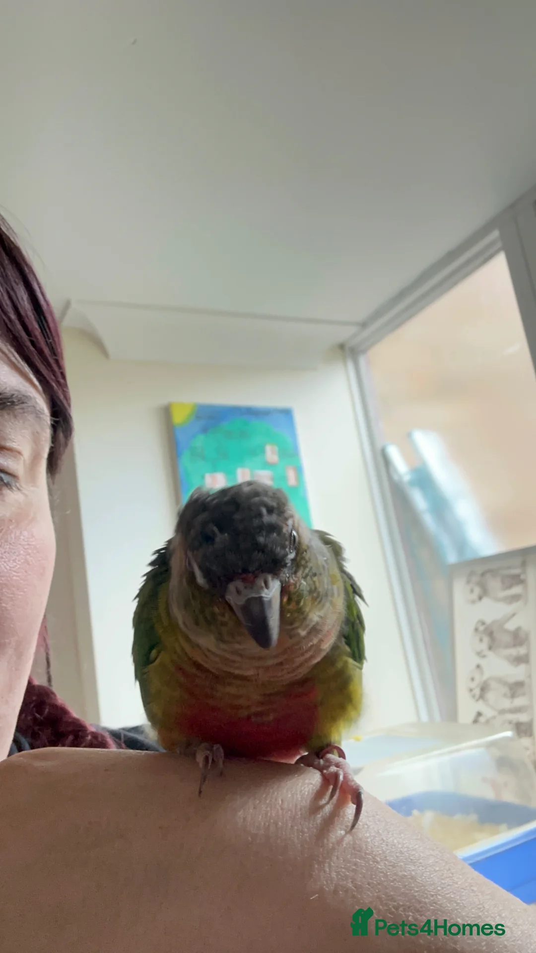 Conures birds for sale: Beautiful pair of conures for sale - Advert 2