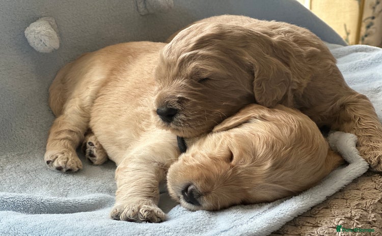Goldendoodle dogs - Advert 3