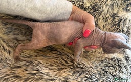 Sphynx cats for sale: 🖤 Sphynx Kittens for Sale – Ready August 🐾 - Image 19
