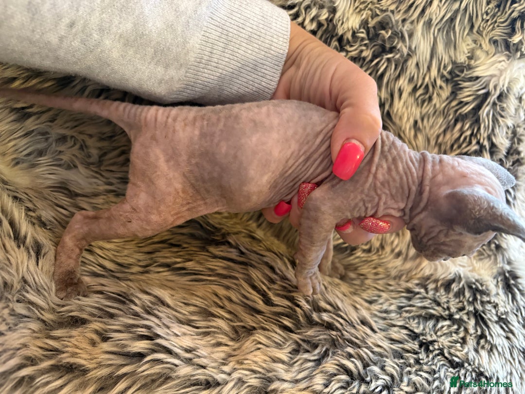 Sphynx cats for sale: 🖤 Sphynx Kittens for Sale – Ready August 🐾 - Image 19